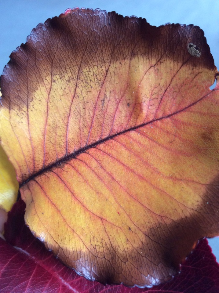 Осень в Австралии — Одежда и обувь для кукол BJD (БЖД): 1/3