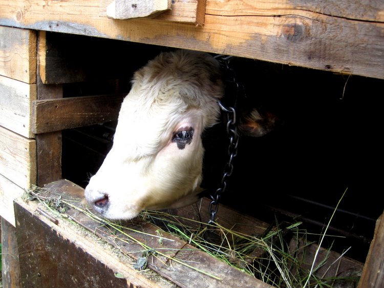 Бабушка из сказки — Коллекционные игрушки и фигурки: Lego (фото 9)