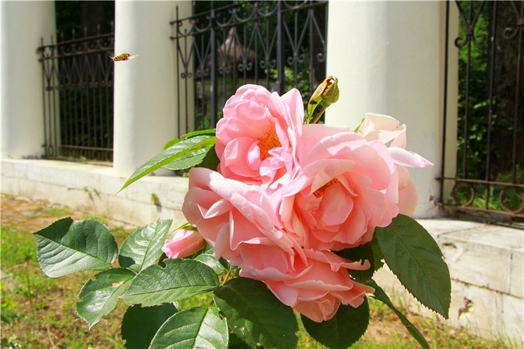 Синди от Роберта Тоннера — Фэшн