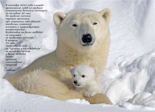 Если ты любишь животных, оставь их дикими... Мия и Кука встали на защиту животных