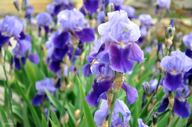 Моя вторая Olivia от Helen Kish