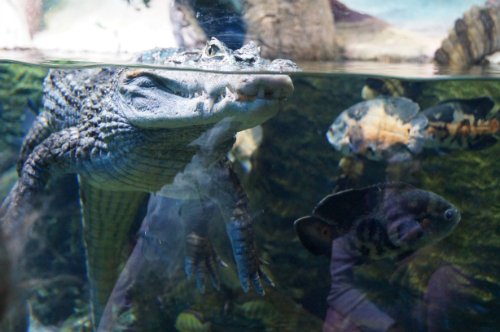 Воронежский океанариум — Туризм и путешествия: фотоотчеты из поездок