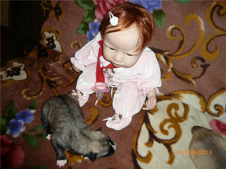 Куклы и собаки. Радость в нашем доме