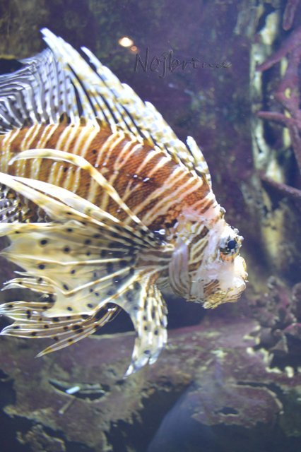 Питер - самый лучший город на земле! Вихтель Rosemarie Anna Muller