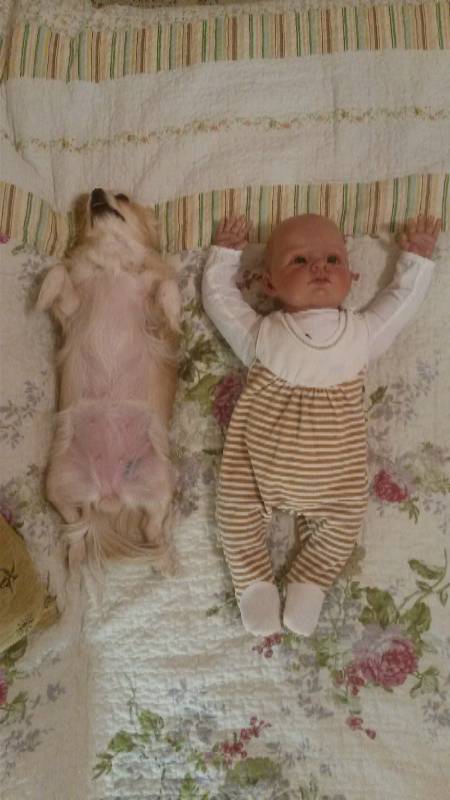 Наше участие в конкурсе Кукла и питомец | Бэйбики Наше участие в конкурсе Кукла и питомец