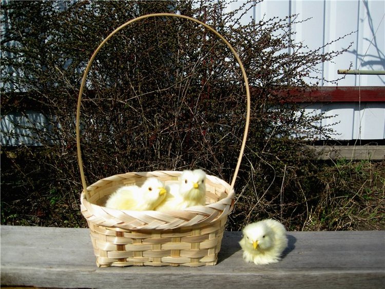 С праздником! Наше жёлторотое пополнение (фото 4)