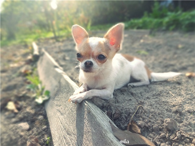 Хеллоунское настроение. Авторские куклы от Милы