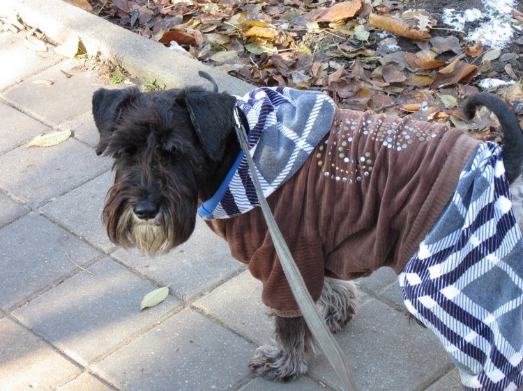 Утренняя прогулка в парке Горького с Соломоном и Анхен, или О сложностях гуляния с собакой и куклой одновременно