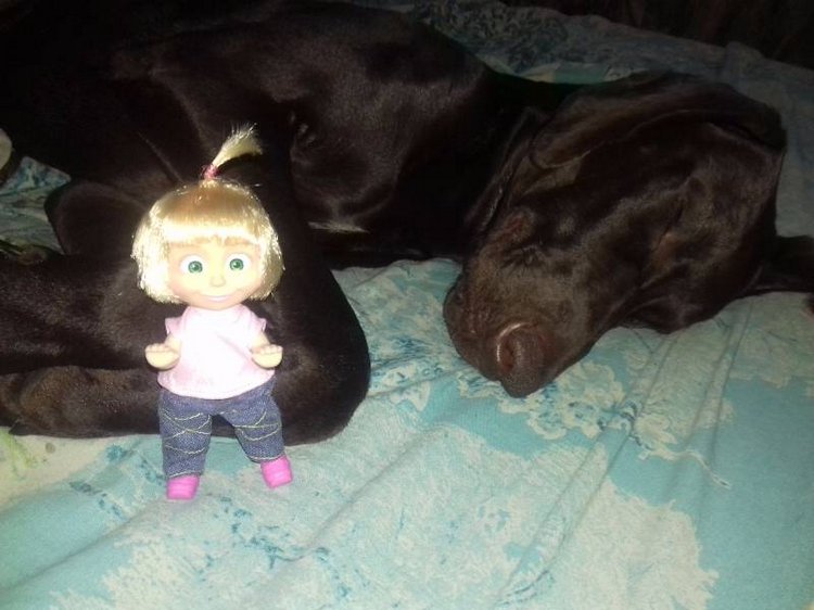 Новые Машки в кармашке — Куклы Маша и Медведь (Simba): Маша в кармашке