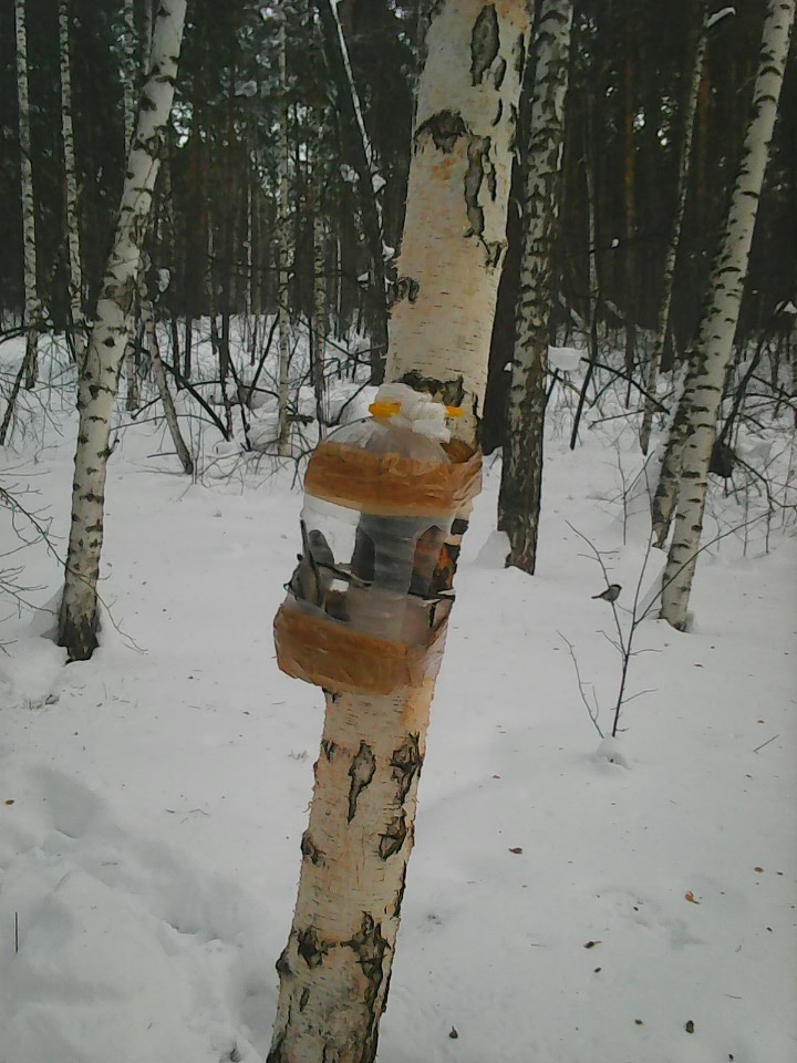 Интересное наблюдение за птицами у кормушки