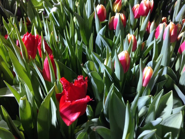 Поздравление с 8 Марта или "Репетиция весны в аптекарском огороде" (фото 3)