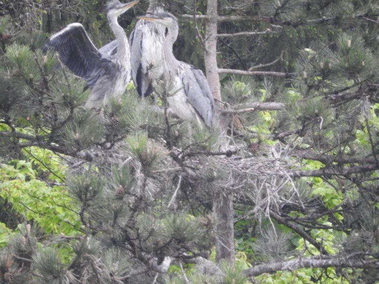 Любителям птиц. Серая цапля Словении