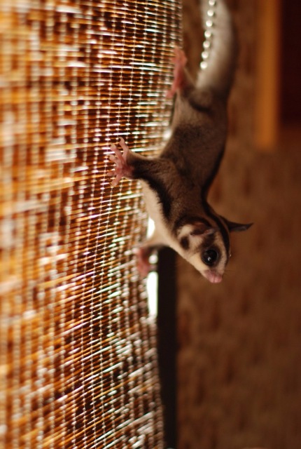 Космос — В мире животных: смешные фото питомцев и зверей (фото 9)