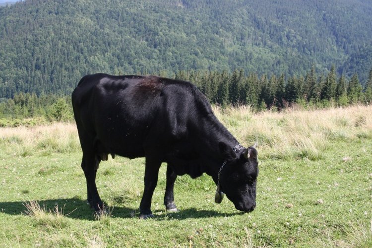 Как мы горы покоряли — Куклы Rosemarie Anna Muller (Мюллер): Вихтели (Wichtel)