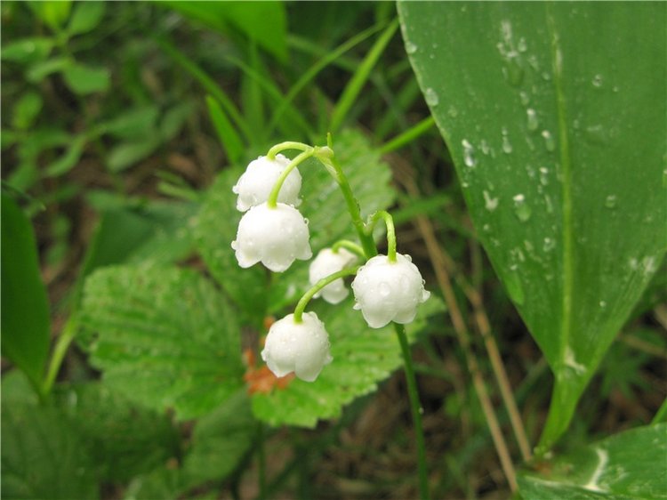 Просто Соня. Уникальные куклы от Сильвии Наттерер | Бэйбики Просто Соня. Уникальные куклы от Сильвии Наттерер