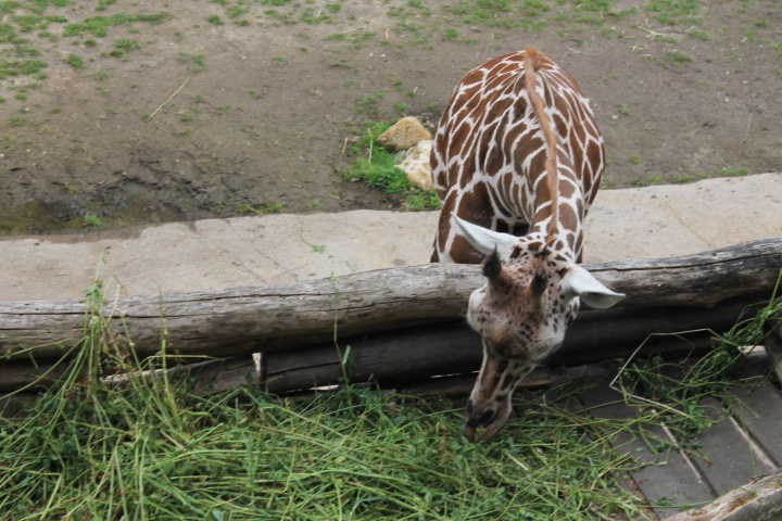 По Германии: зоопарк Лейпцига, часть 3