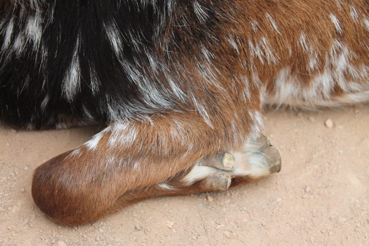 По Германии: зоопарк Лейпцига, часть 3