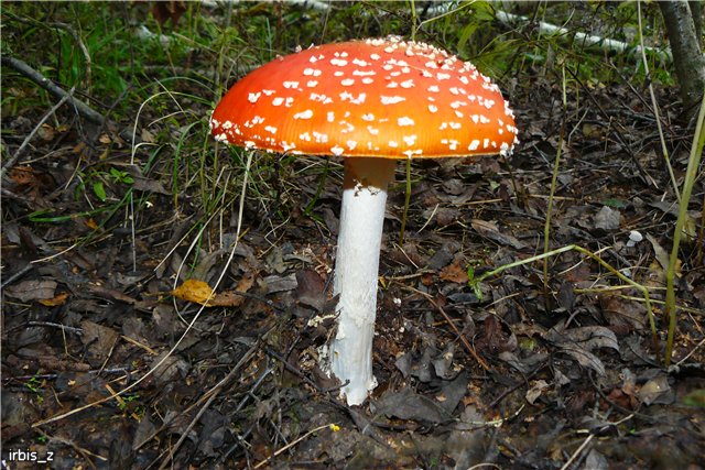 Осенняя сказка. Часть 1. (PukiFee Ante Ариэтти, PukiFee Bonnie Ариэль) | Бэйбики Осенняя сказка. Часть 1. (PukiFee Ante Ариэтти, PukiFee Bonnie Ариэль)