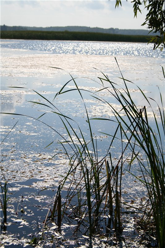 Девчонки Annette Himstedt или Химкомания наступила