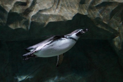 Воронежский океанариум — Туризм и путешествия: фотоотчеты из поездок