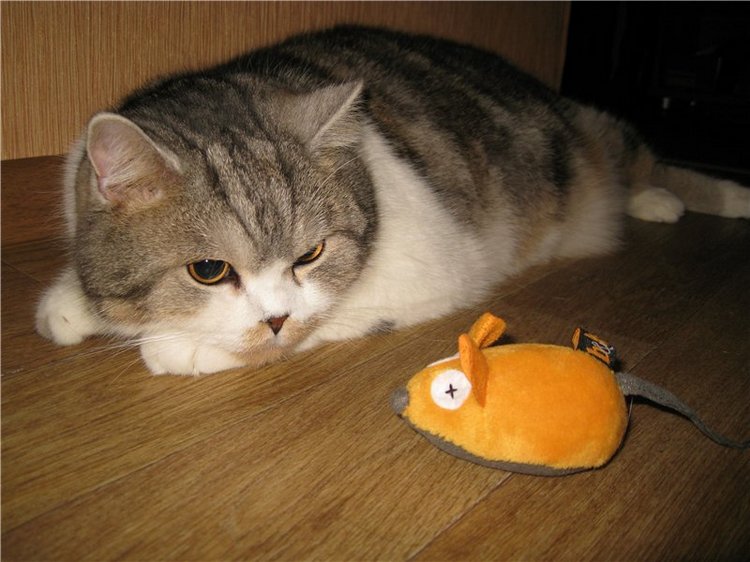 Кошки-мышки! Котик Басик — Кот Басик