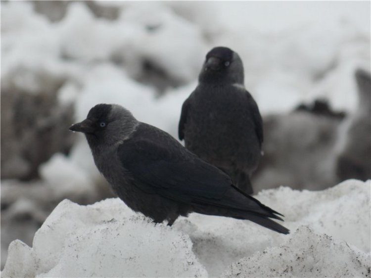 Гелькина прогулка (кукла Готц)