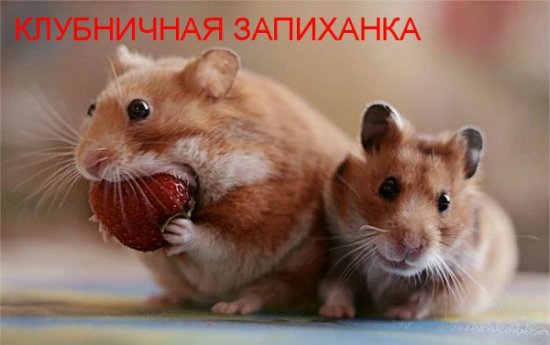 Море позитива) Для поднятия настроения (осторожно! много фото)))) | Бэйбики Море позитива) Для поднятия настроения (осторожно! много фото))))