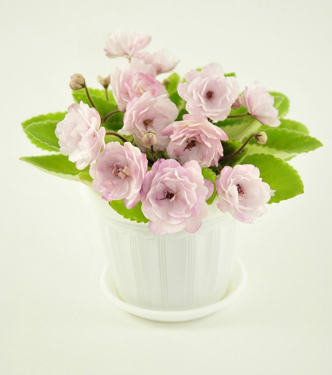 Еще немного о сумасшествии (фото 2)