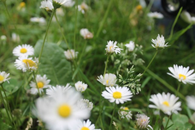 Сказка о Мишеле часть 4 — Куклы Illusion Spirit (Иллюжн Спирит): BJD (БЖД) (фото 5)