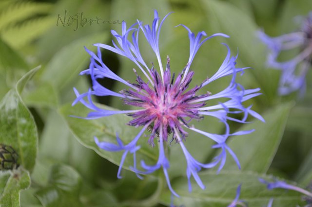 Яркие краски. Вихтели Rosemarie Anna Muller