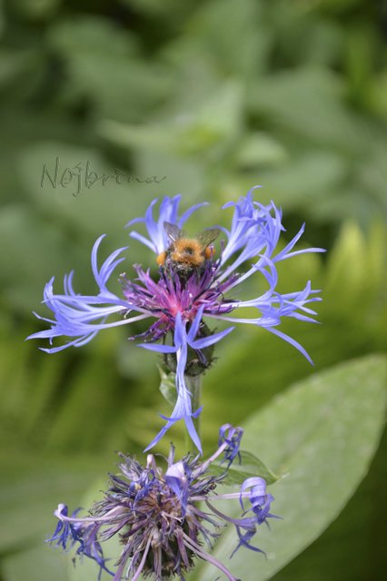 Яркие краски. Вихтели Rosemarie Anna Muller