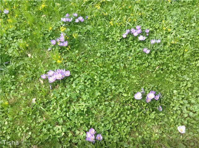 Маленькие садовники или весна в Аптекарском огороде