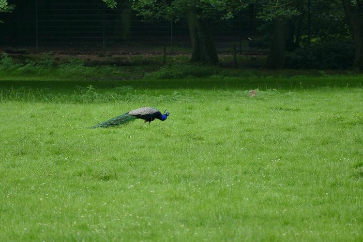 Hirschpark Hamburg. Олений парк. ВИДЕО