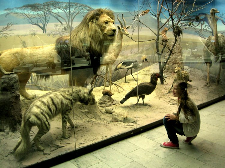 День в музее. Анжела в Государственном Дарвиновском музее