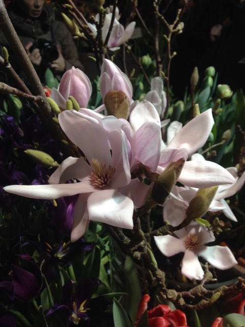 Поздравление с 8 Марта или "Репетиция весны в аптекарском огороде"