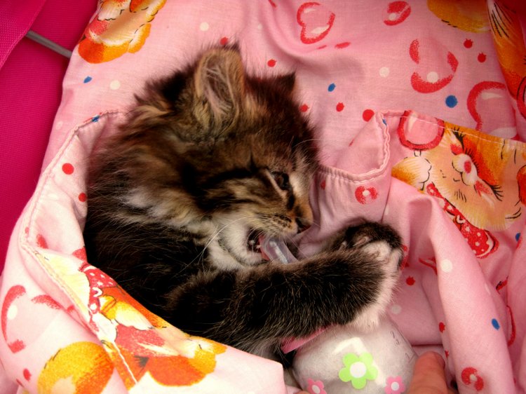 Лерочка и её куклы. Коллекционная кукла Лена Sissel Skille