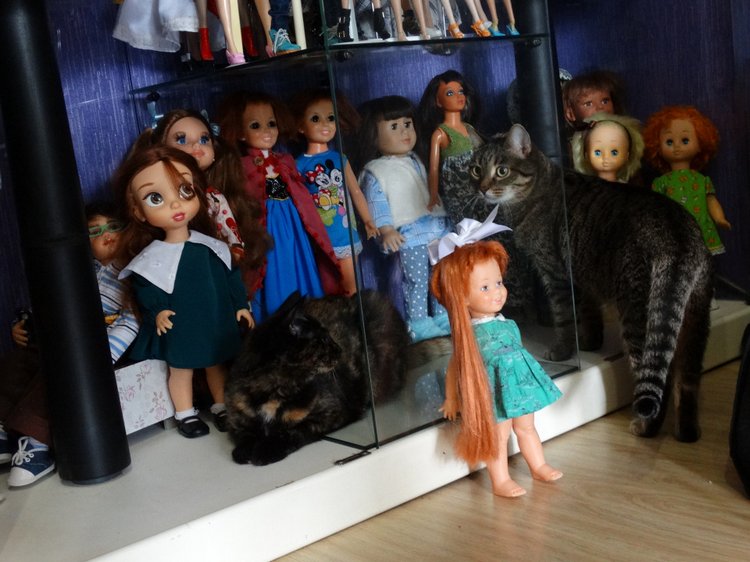 Мохнатые помощники — В мире животных: смешные фото питомцев и зверей (фото 4)