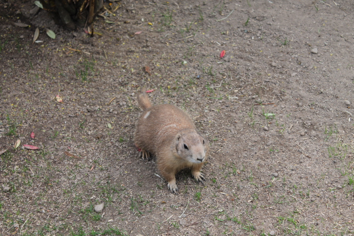 По Германии: зоопарк Лейпцига, часть 1
