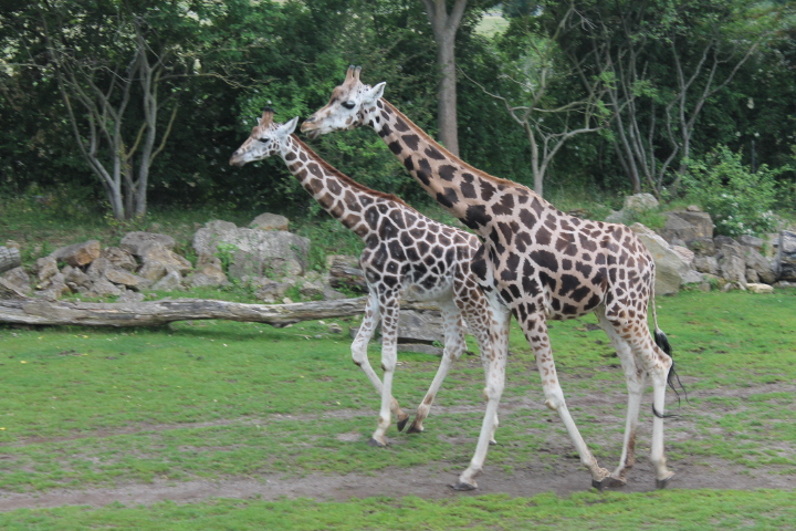 По Германии: зоопарк Лейпцига, часть 3