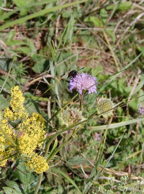 Путешествие по огромному миру! Ирис от E. Pfaffendorf и Тим от Susi Eimer