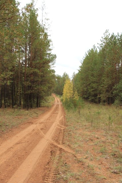 По грибы. Бузулукский бор