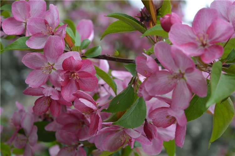 Цветение вишни — Одежда и обувь для кукол своими руками: фото (фото 4)