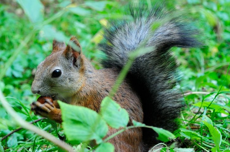 Люблю я пышное природы увяданье