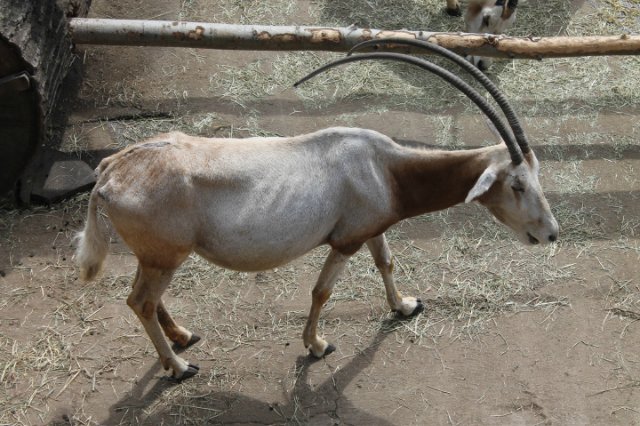 Сказка о Мишеле, BJD часть 2