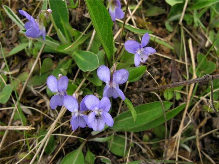 На водопад с Райли. Riley от автора Helen Kish