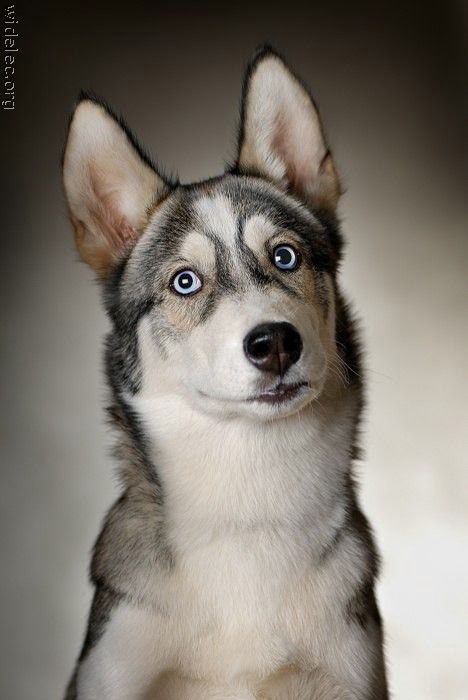 Если вы хотите завести собаку (фото 10)