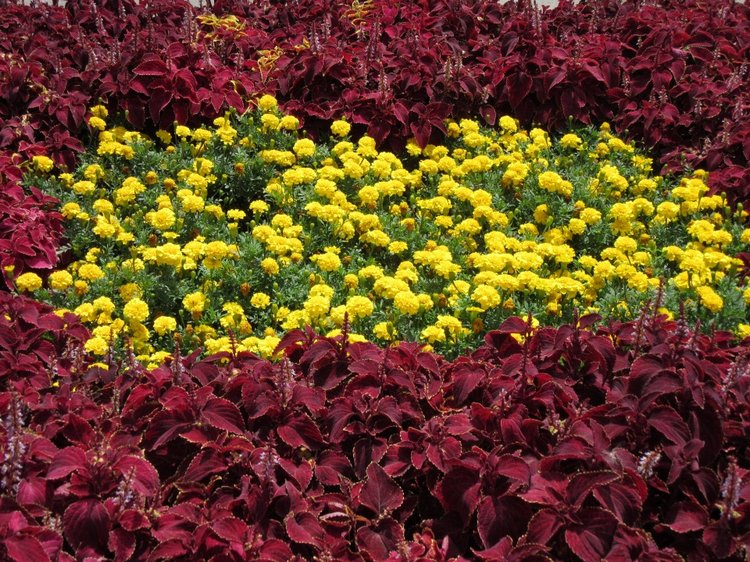 По дороге летним днём Магдалена шла с чепцом