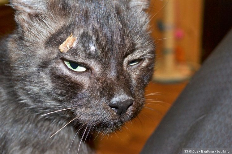 Не проходите мимо! Срочно нужна ваша помощь больным котикам и котятам (фото 3)