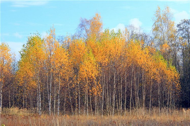 Зайка Зося. Авторская ручная работа Труничевой Ирины (фото 8)