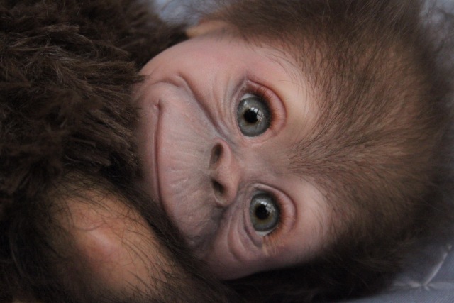 Клёпочка, кукла реборн Элины Кудрявцевой